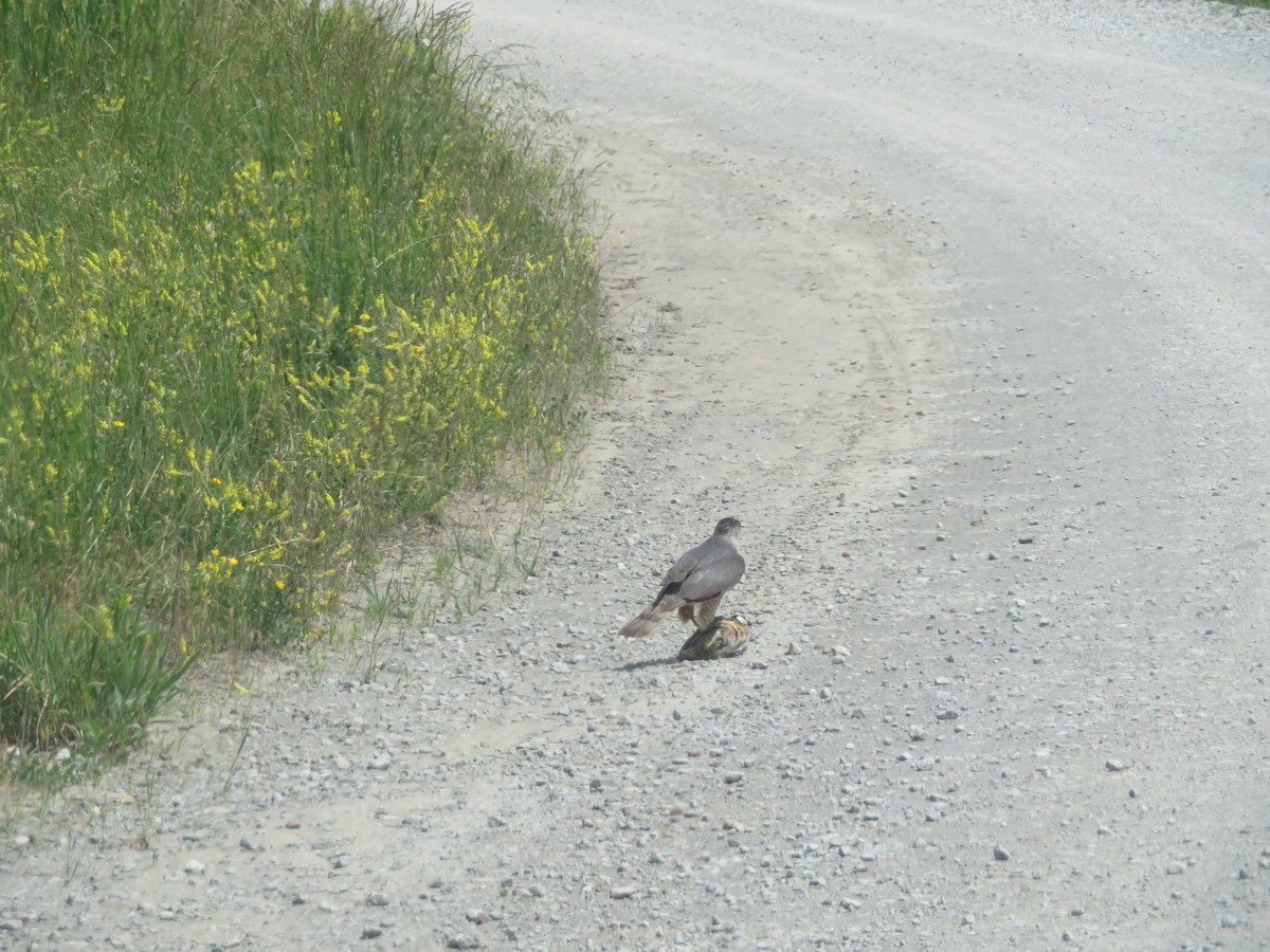 Cooper's Hawk - ML454721801