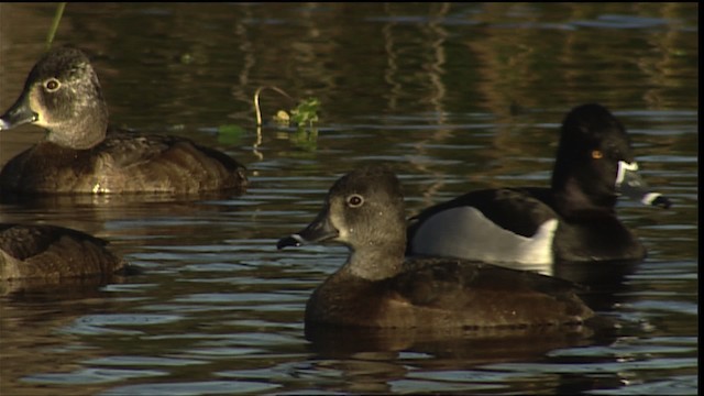 Ring-necked Duck - ML454723