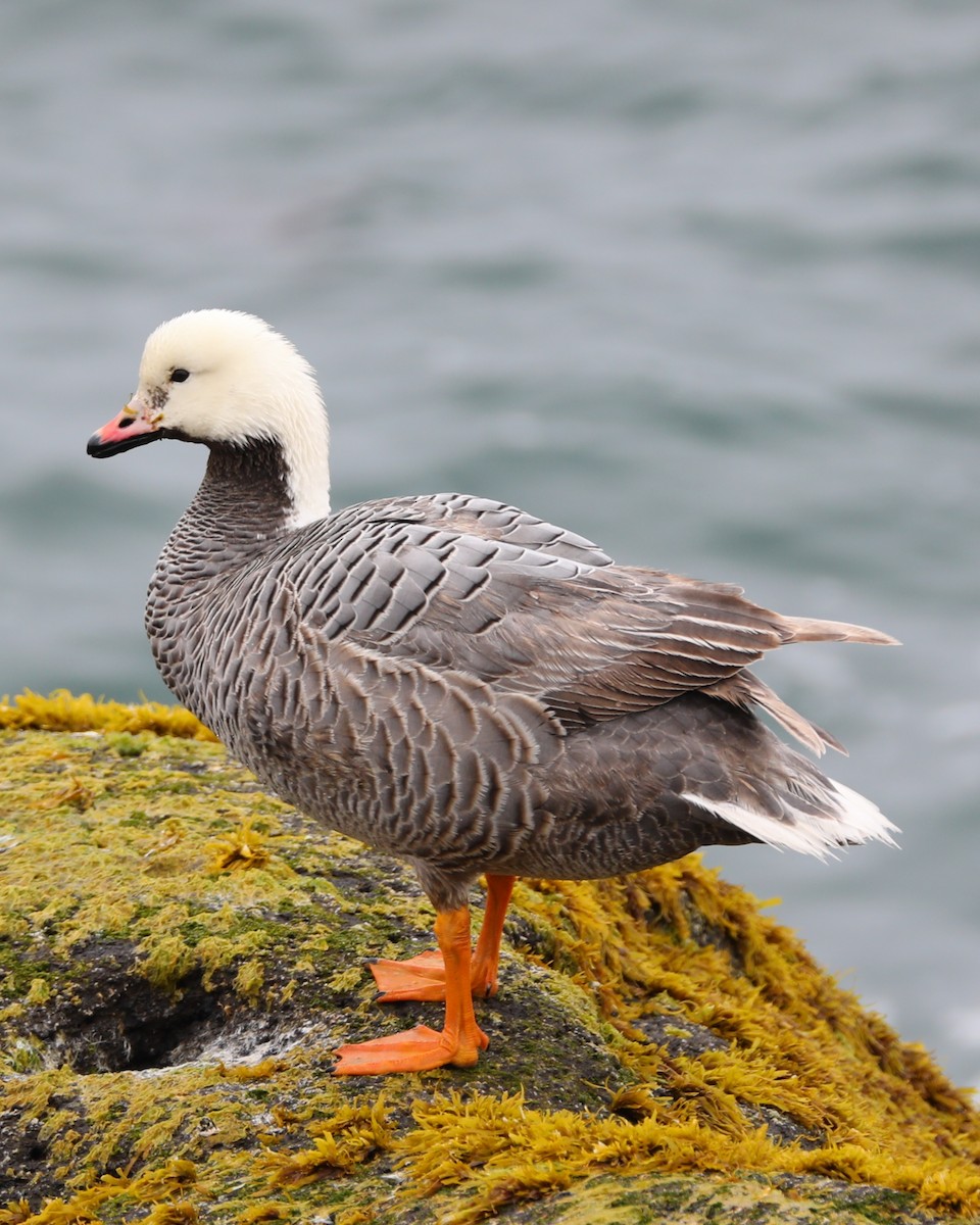 Emperor Goose - Charles Ford