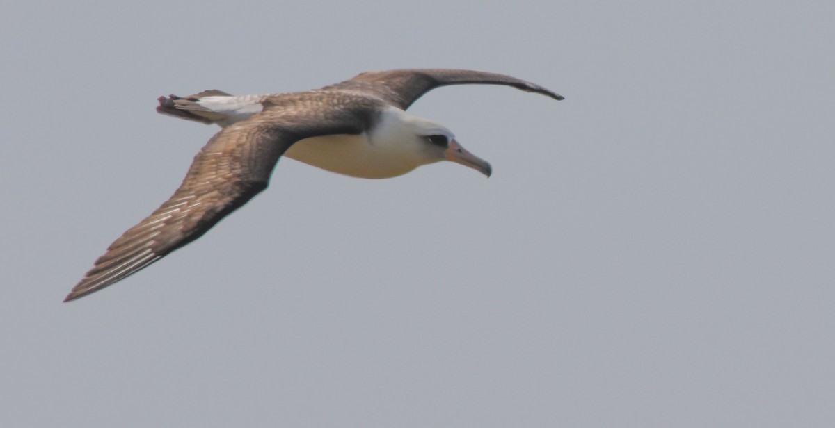 Albatros de Laysan - ML45472391