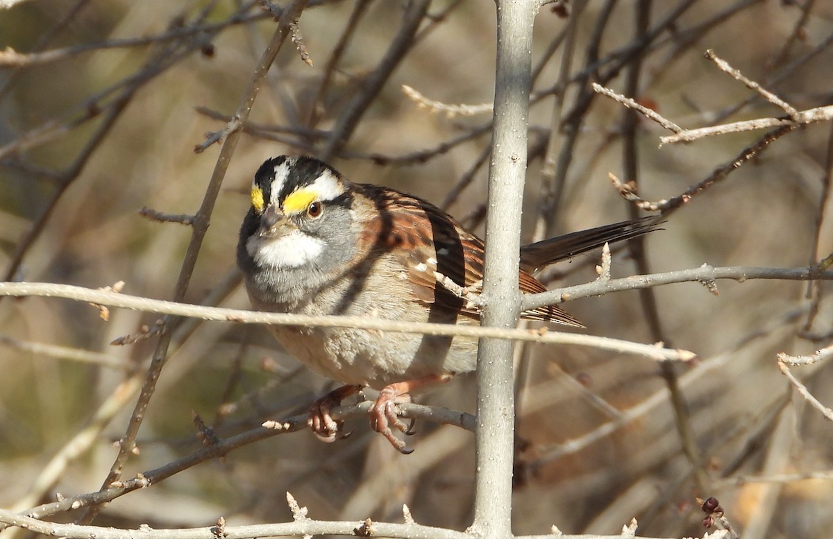 White-throated Sparrow - ML454726941