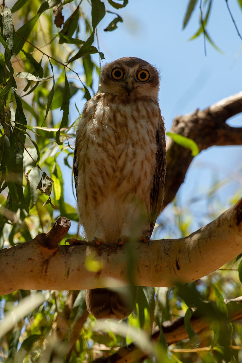 Barking Owl - ML454727211