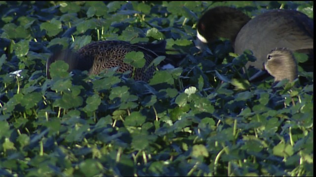 Blue-winged Teal - ML454728