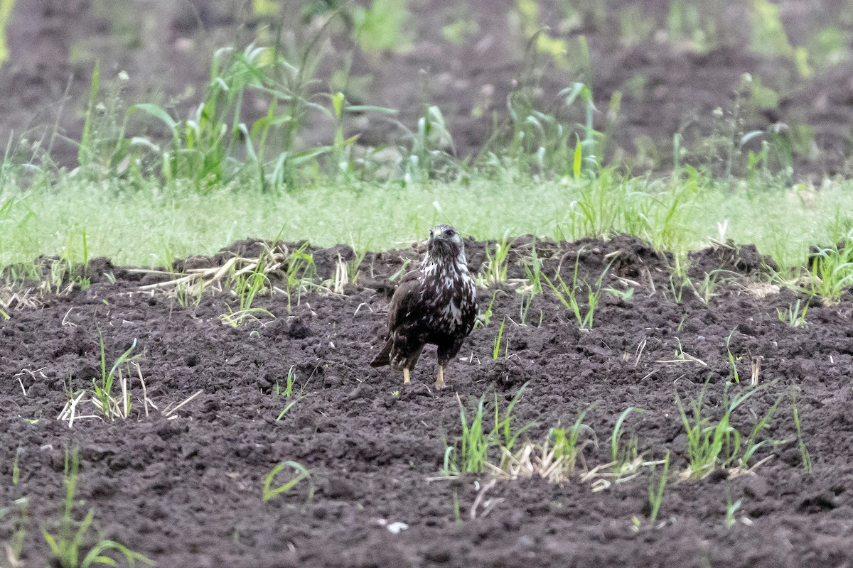 Swainson's Hawk - Pierre Photography