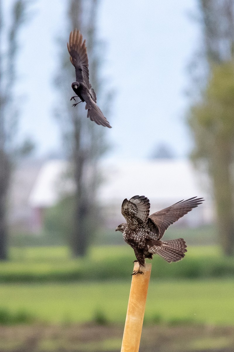 Swainson's Hawk - Pierre Photography