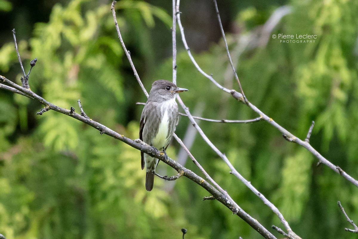 Olive-sided Flycatcher - ML454731861