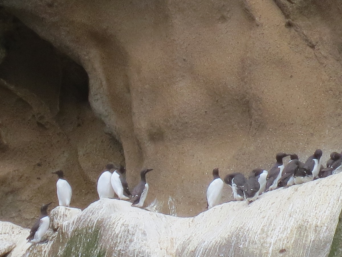 Common Murre - ML45473431