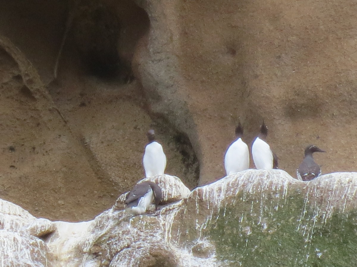 Common Murre - ML45473441