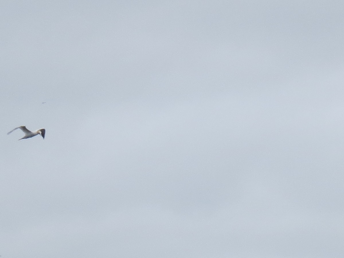 Northern Gannet - ML45473501