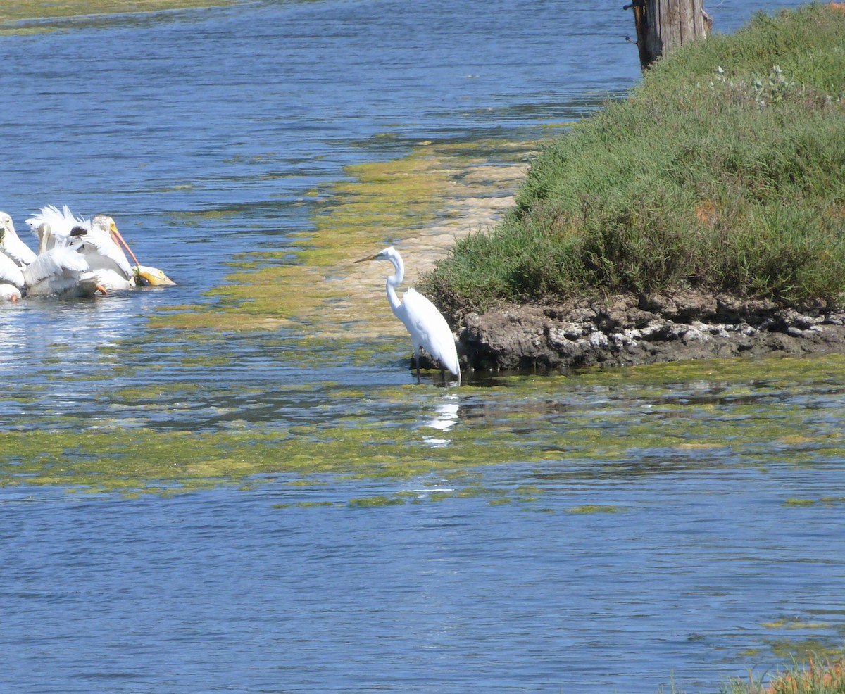 Great Egret - Kim Juneau