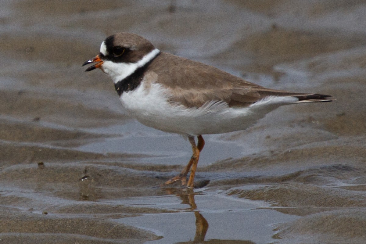 Semipalmated Plover - ML454736191