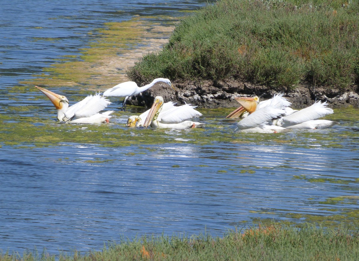 American White Pelican - Kim Juneau