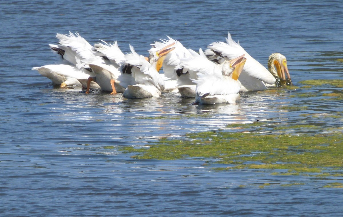 American White Pelican - Kim Juneau