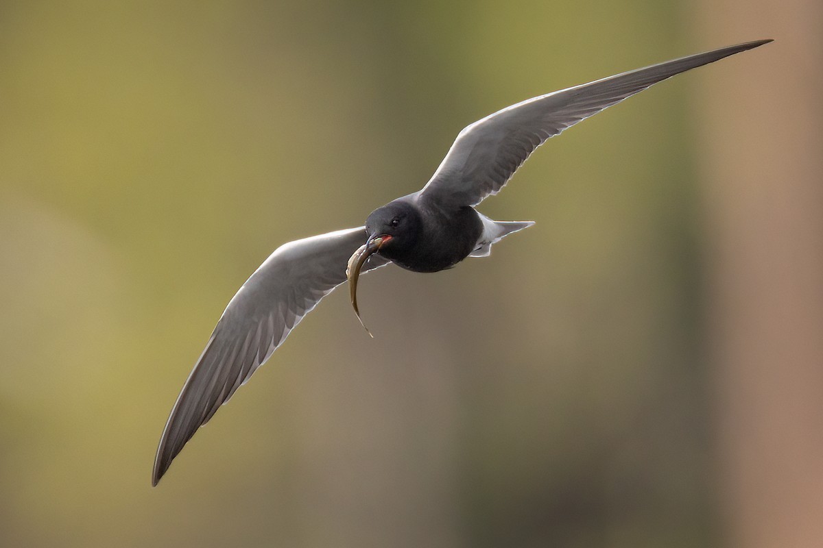 Black Tern - ML454736841