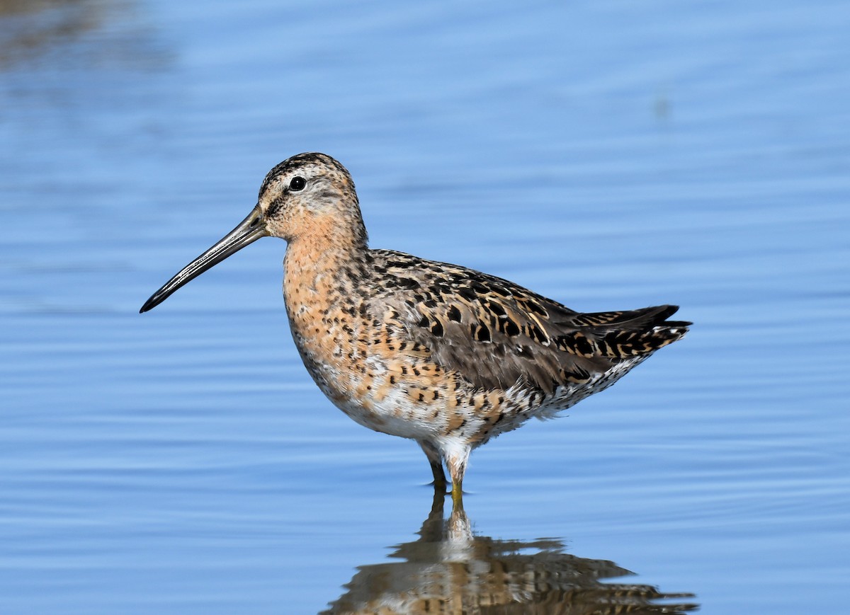 Short-billed Dowitcher - ML454737801