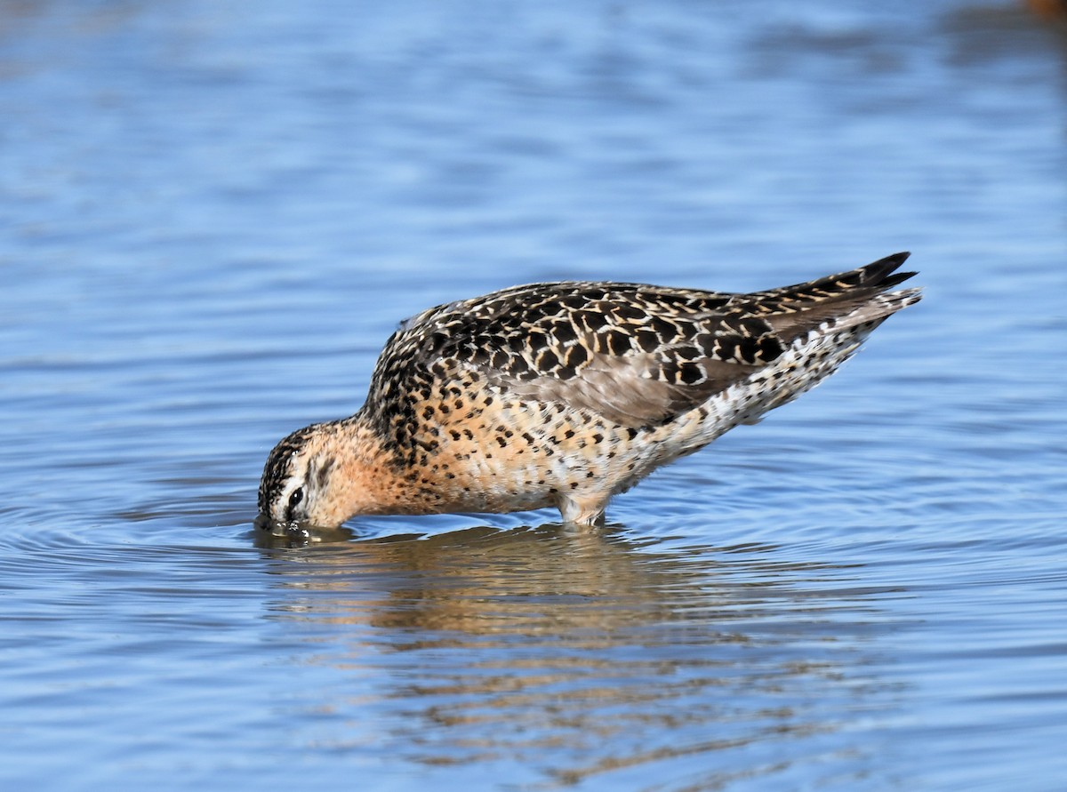 Short-billed Dowitcher - ML454737811