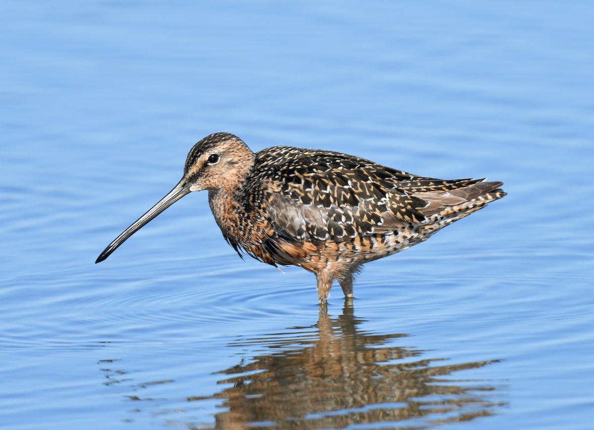 Long-billed Dowitcher - ML454737981
