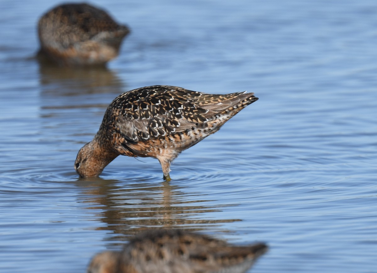 Long-billed Dowitcher - ML454737991