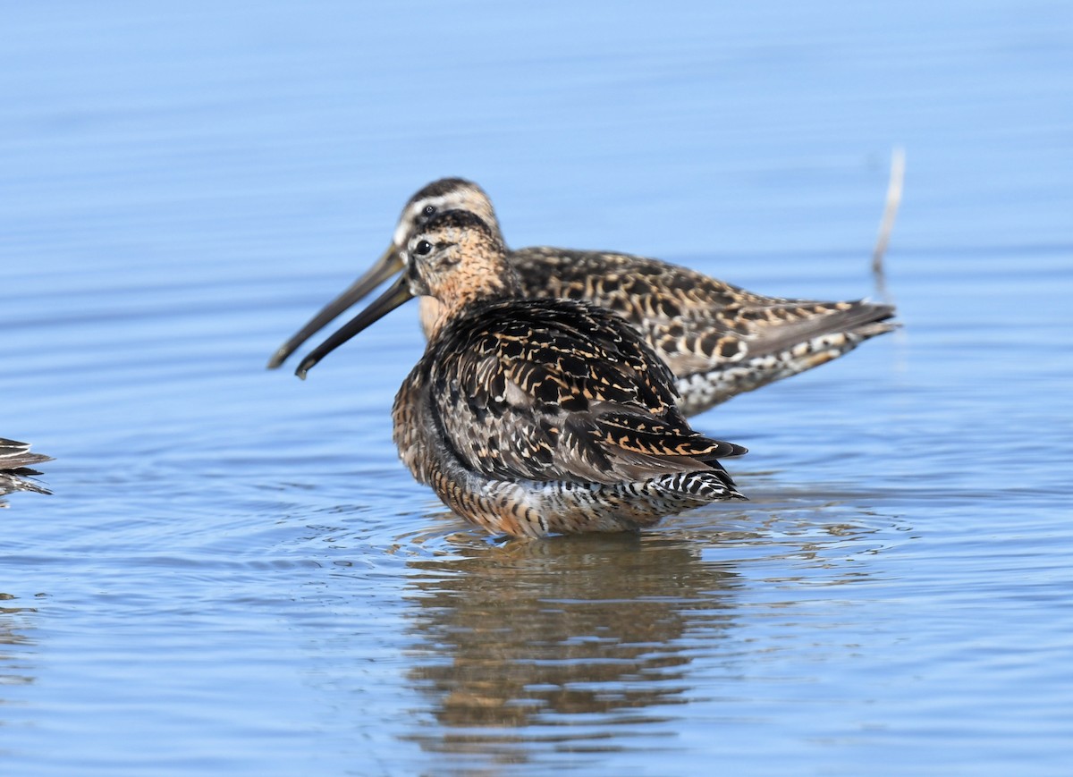 Long-billed Dowitcher - ML454738011