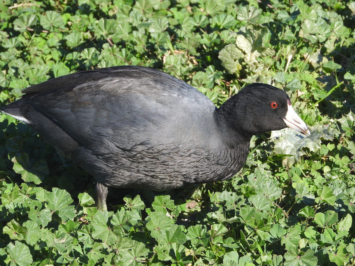 American Coot - Geoffrey Helmbold