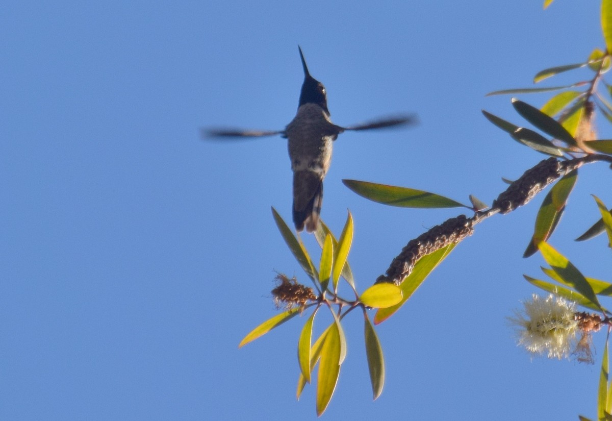 Anna's Hummingbird - Patricia Smart