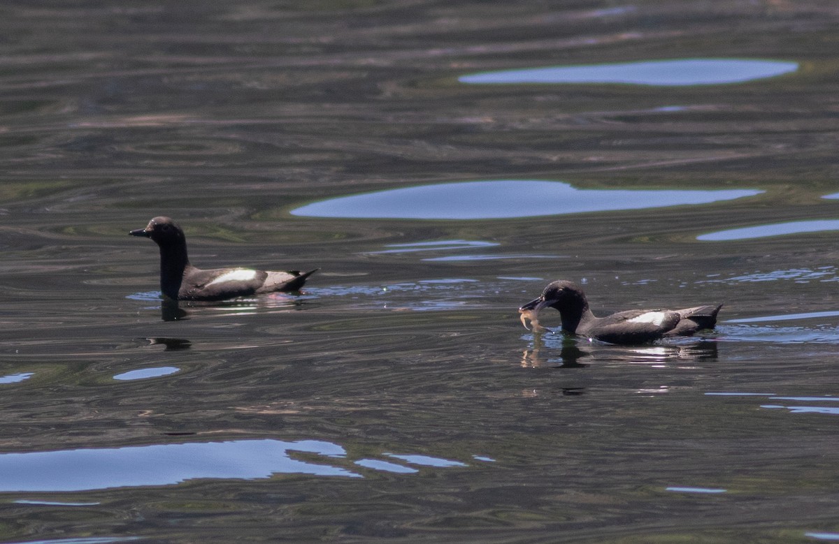 Pigeon Guillemot (columba Group) - ML454738611