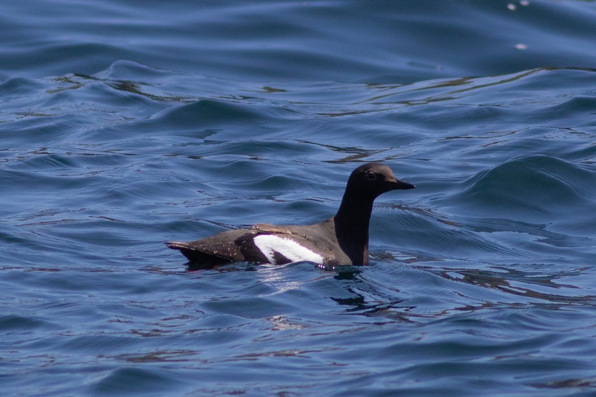 Pigeon Guillemot (columba Group) - ML454738651