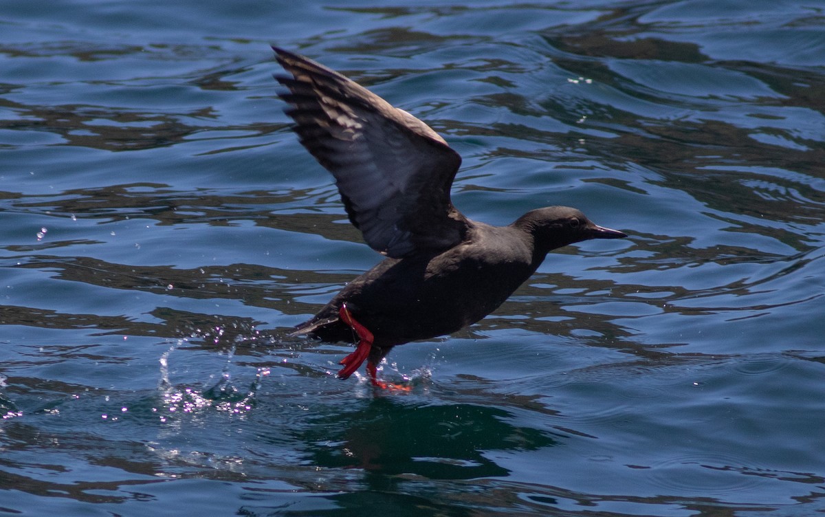 Pigeon Guillemot (columba Group) - ML454738661