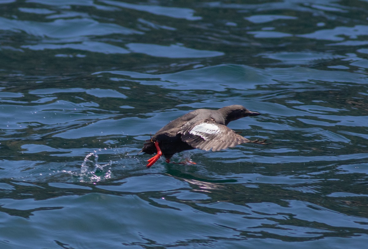 Pigeon Guillemot (columba Group) - ML454738691