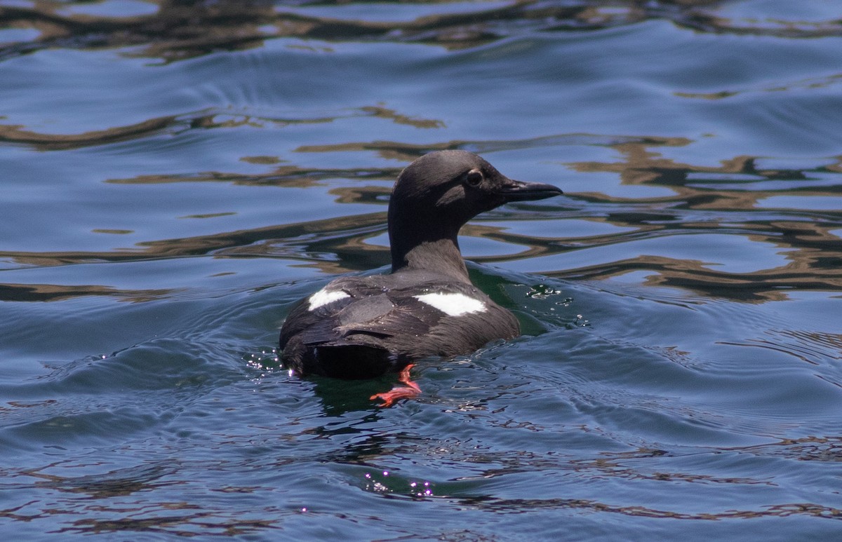 Pigeon Guillemot (columba Group) - ML454738751