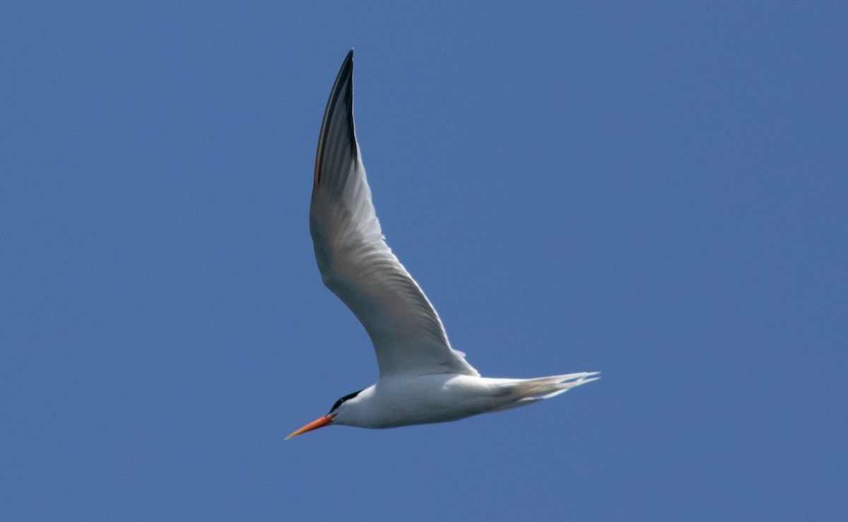 Royal Tern - ML454738771