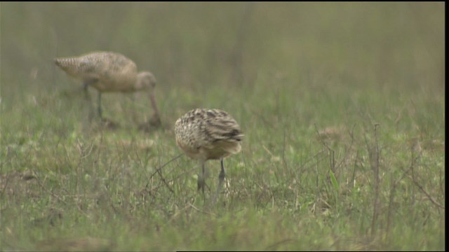 Long-billed Curlew - ML454739