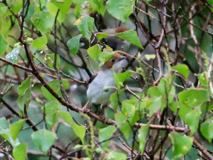 Chestnut-crested Yuhina - Joost Foppes