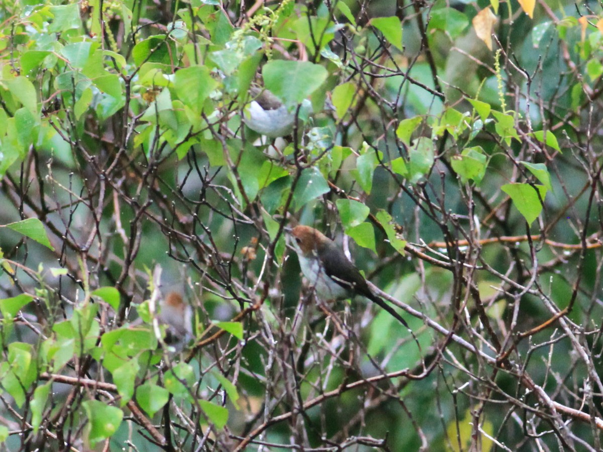 Chestnut-crested Yuhina - ML454739311