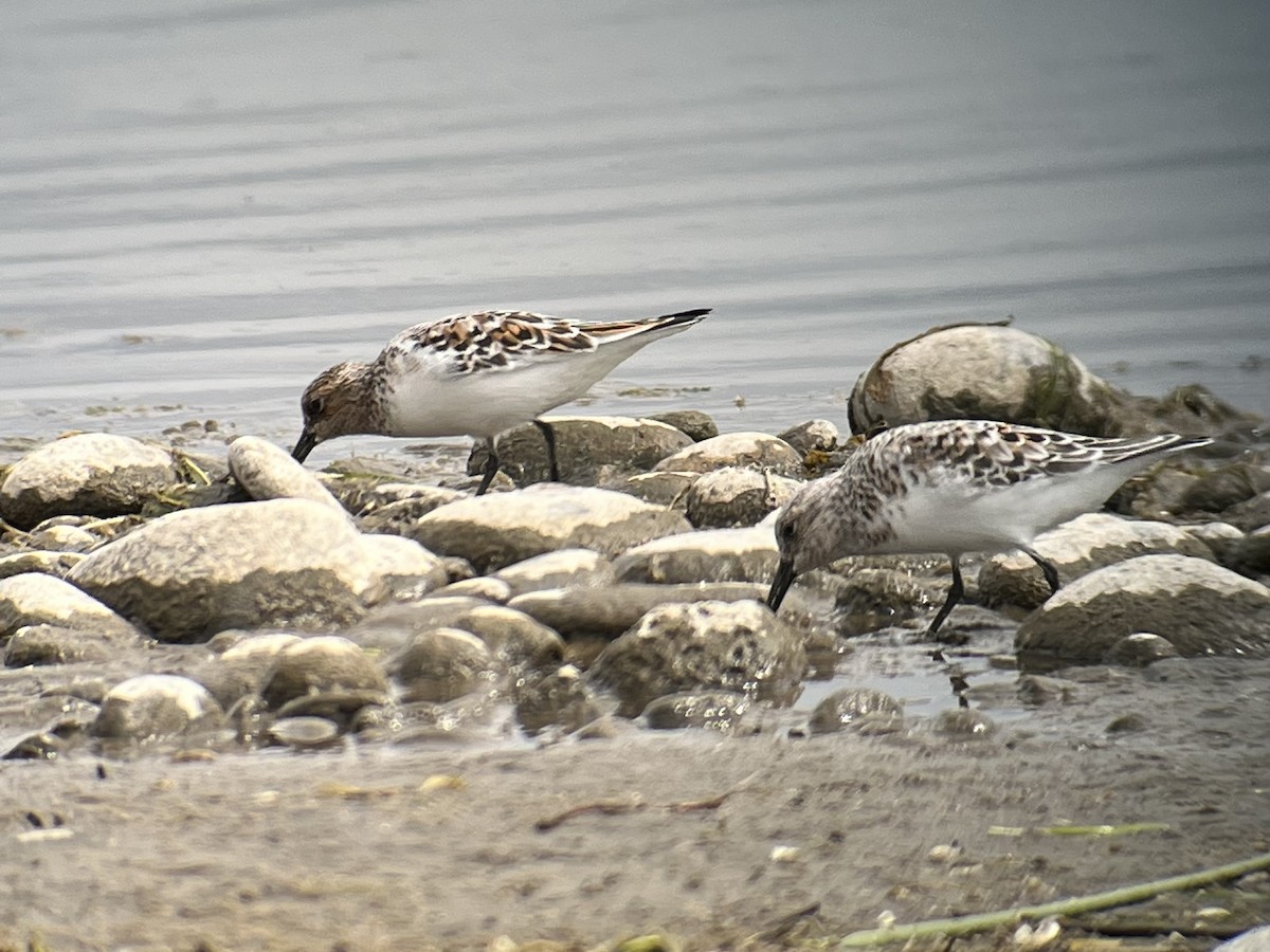 Bécasseau sanderling - ML454739561