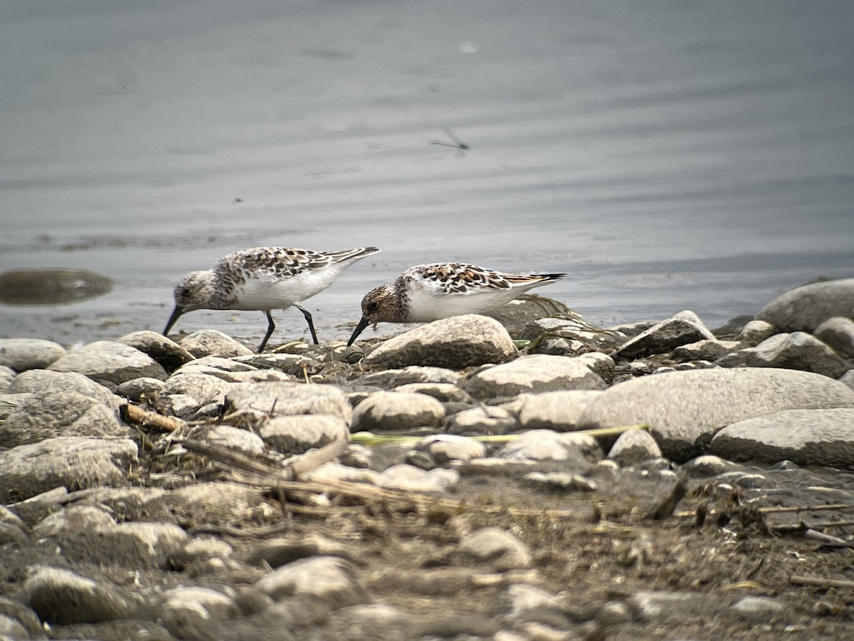 Bécasseau sanderling - ML454739571