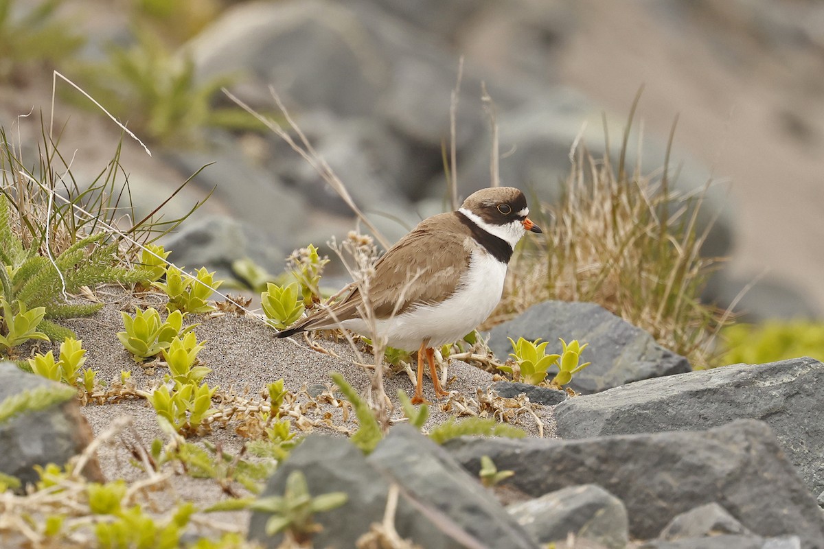 Semipalmated Plover - David McQuade