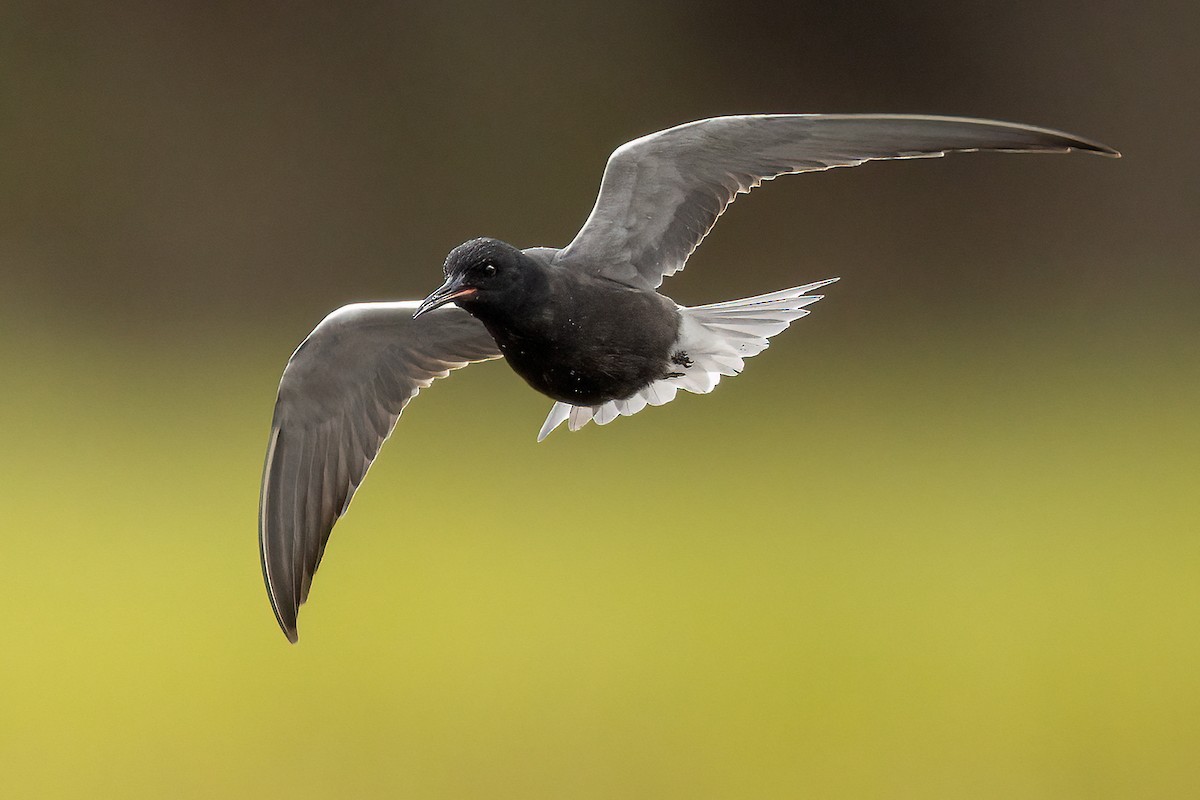 Black Tern - ML454741651