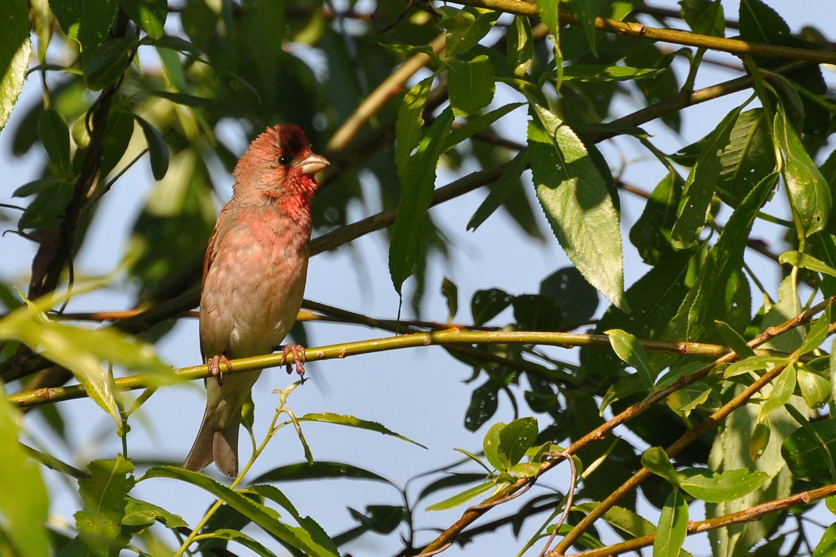 Common Rosefinch - ML454741661