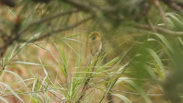 Paradoxornis fléché - ML454741841