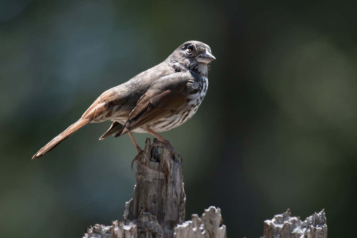 Fox Sparrow (Thick-billed) - ML454742491