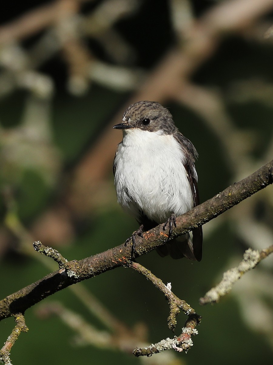 European Pied Flycatcher - ML454743951