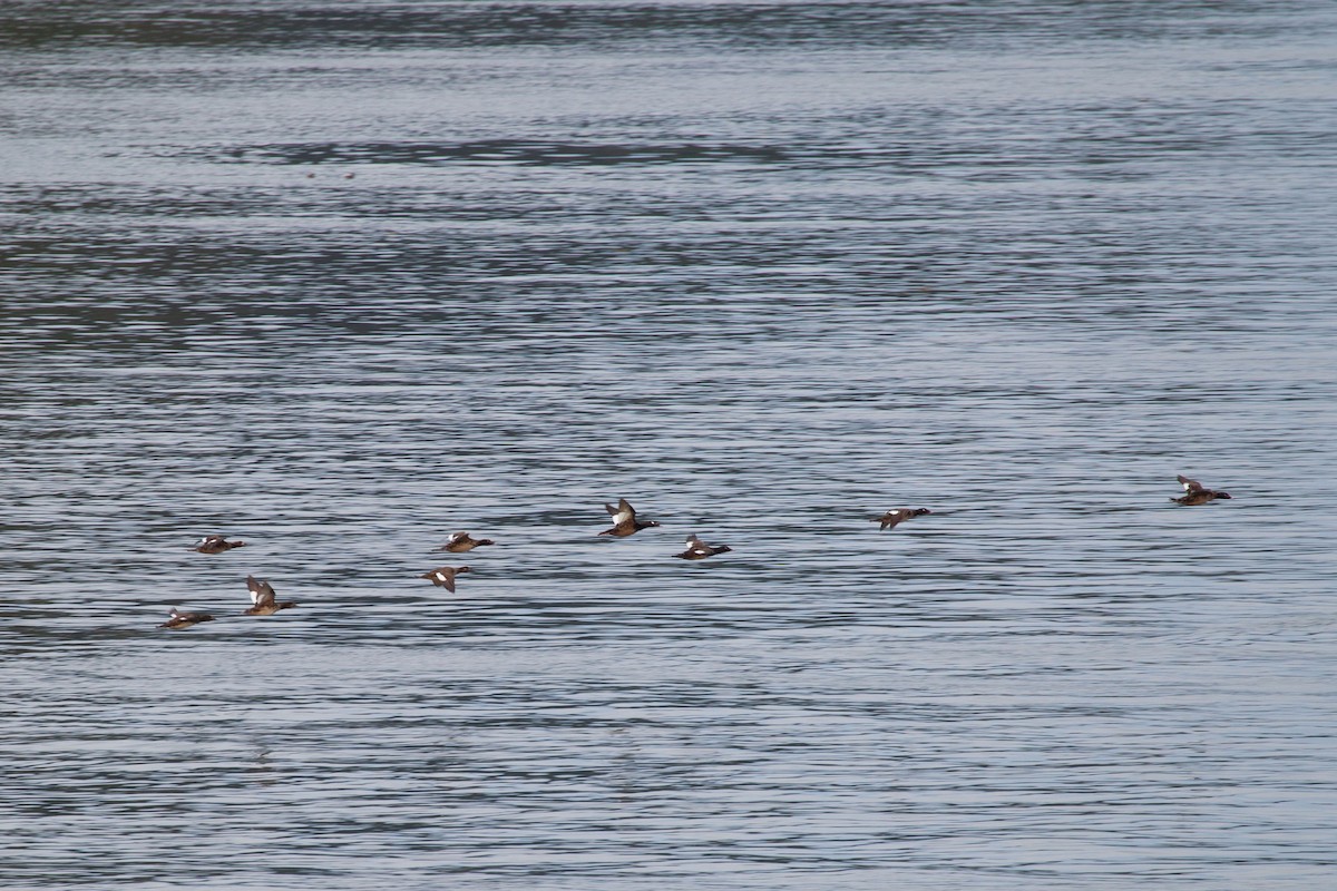 White-winged Scoter - ML454743981