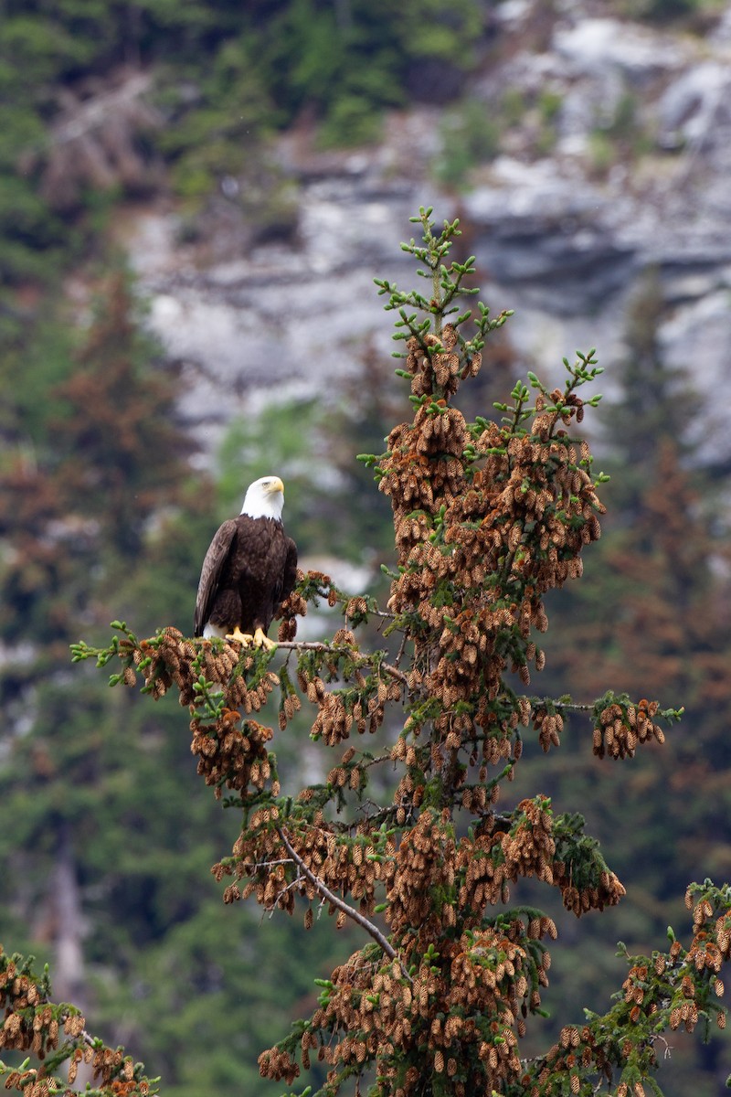 Bald Eagle - ML454744011