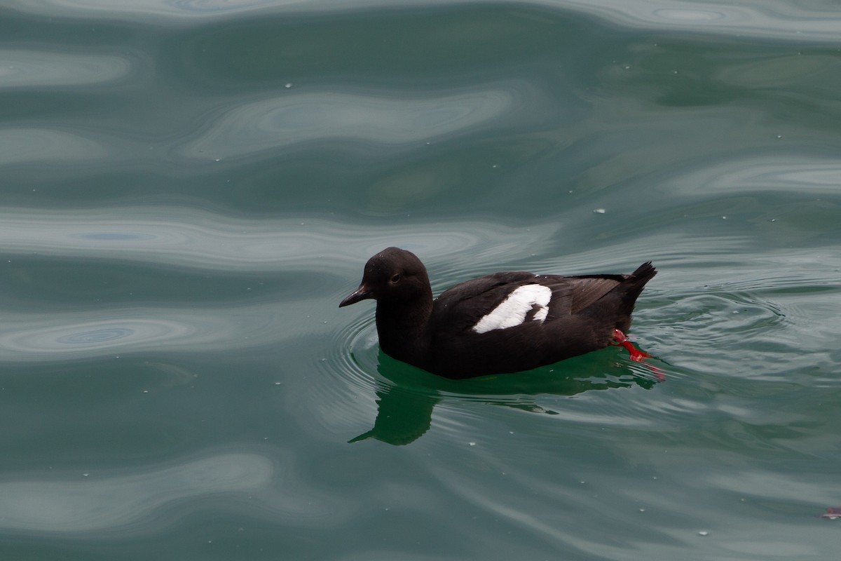 Pigeon Guillemot - ML454744031