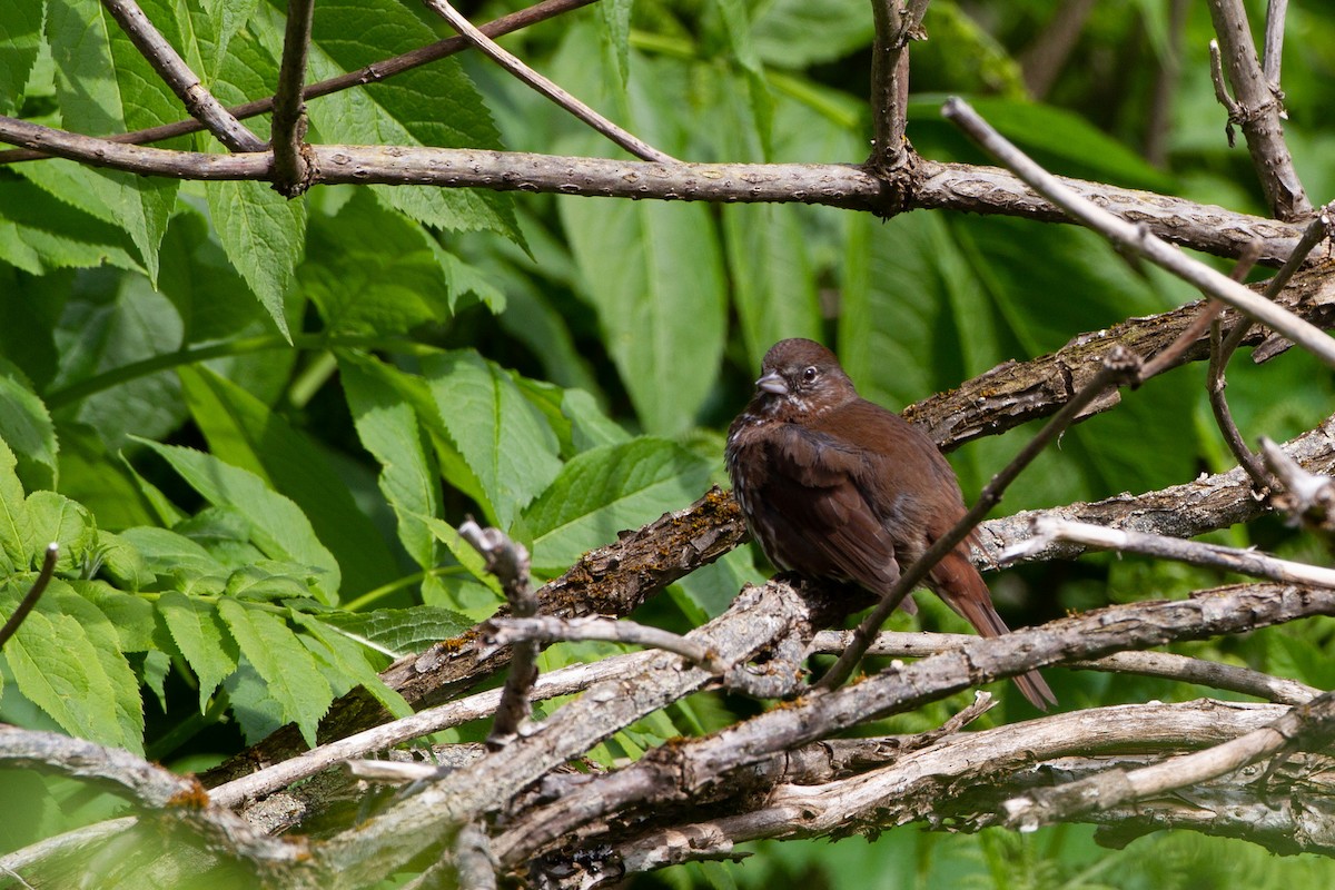 Fox Sparrow - ML454744041
