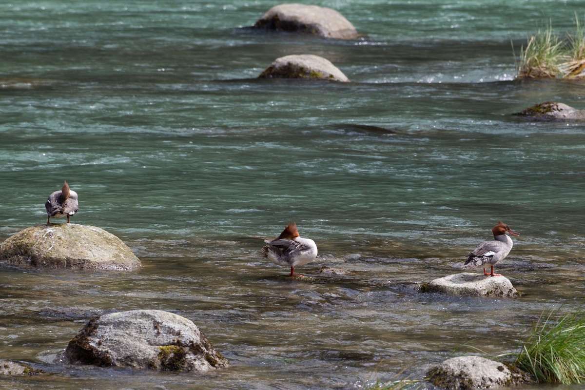 Хумхин бохио - ML454744091