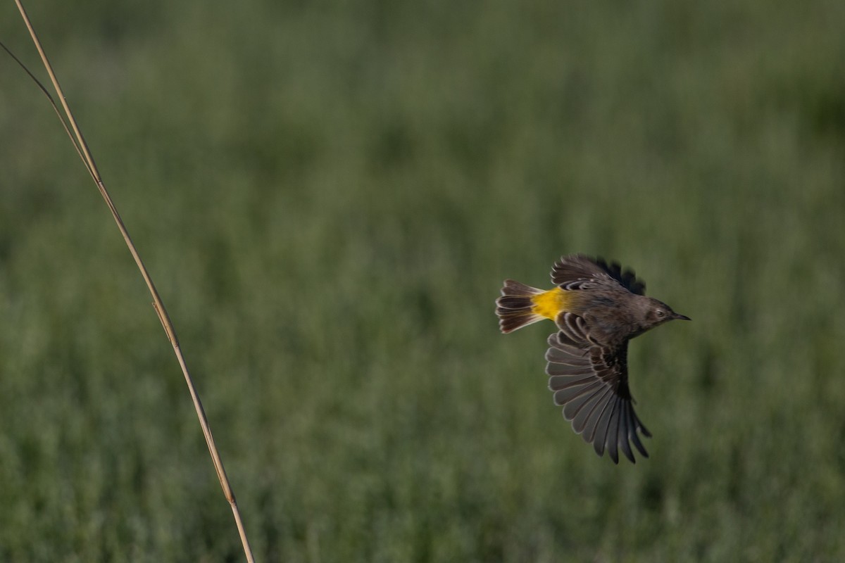 Yellow Chat - ML454744141