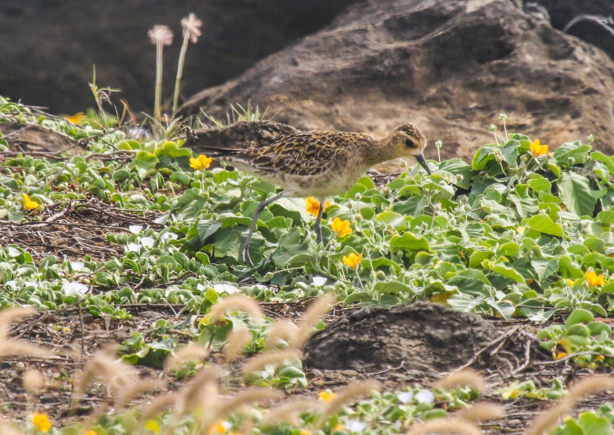 Pacific Golden-Plover - ML45474431