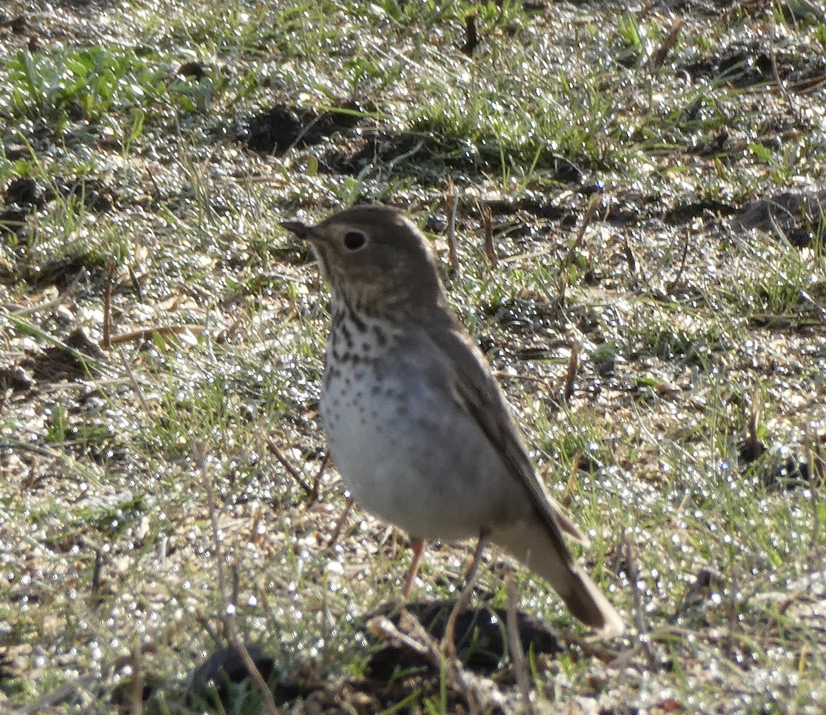 Swainson's Thrush - ML454744341